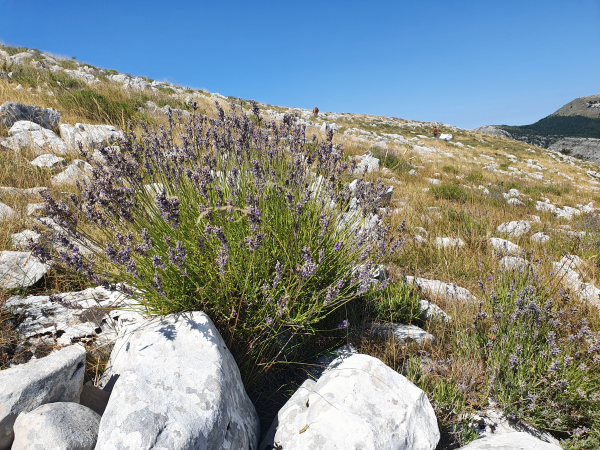 annuaire
Lien vers: ?LesBasesPourEcrireUneFicheDeSecuritePou